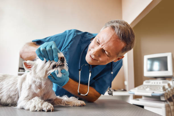 Best 24-Hour Emergency Dentist in Galesburg, MI